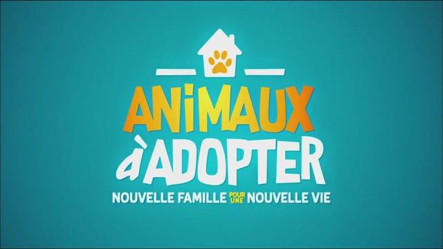 Revoir animaux  adopter en replay